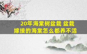 20年海棠树盆栽 盆栽嫁接的海棠怎么都养不活